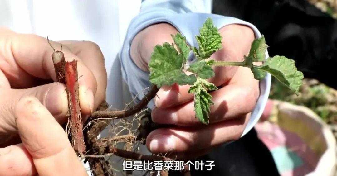 鱼豆腐_豆腐鱼_鮟鱇鱼炖豆腐