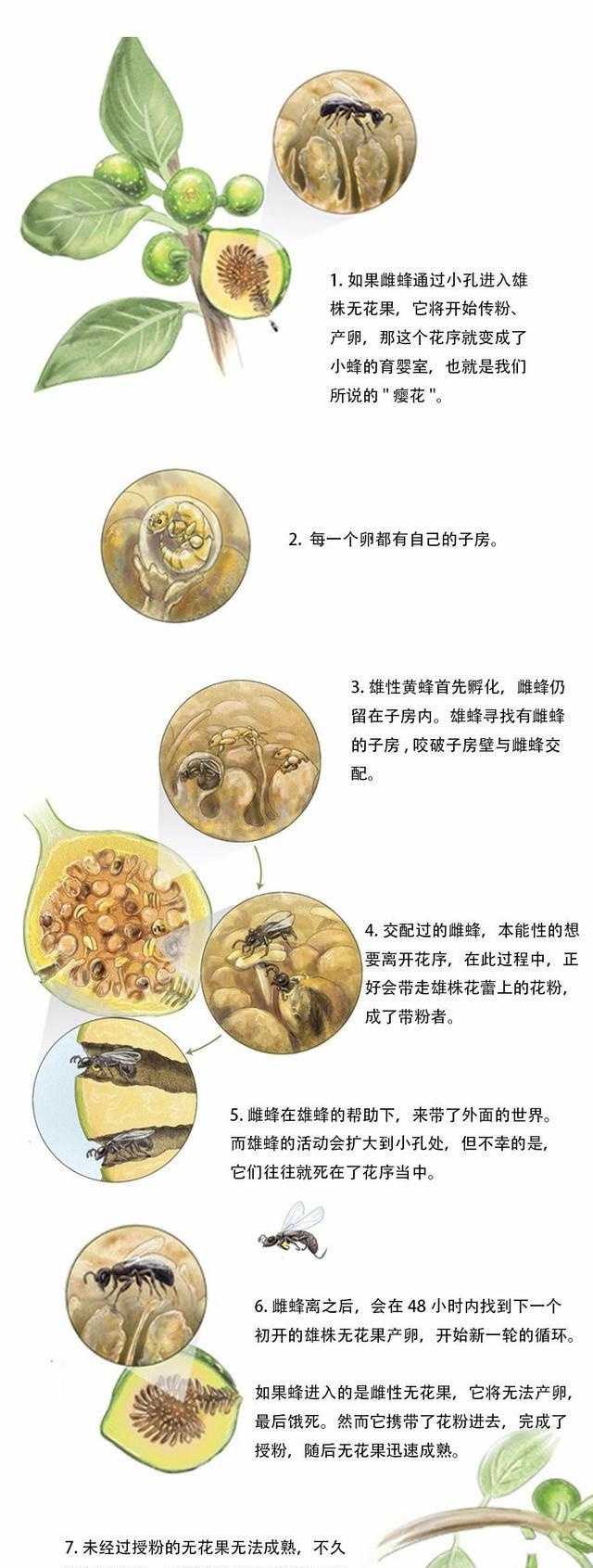 糖蜜价格_云南瑞丽糖蜜价格_糖蜜果子