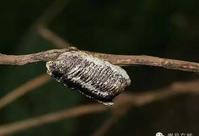 熏鸟蛋 嵩县这些常见草药 能认识一半就说明你已老了