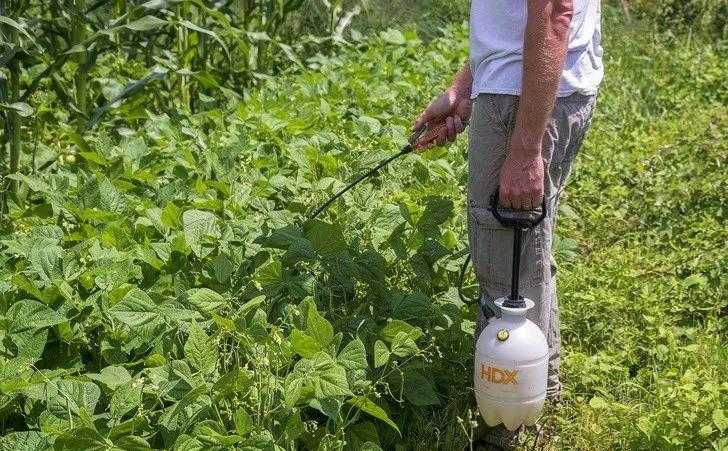 青椒鸡蛋青椒的切法_鲜青椒怎样腌制青椒酱_青椒水