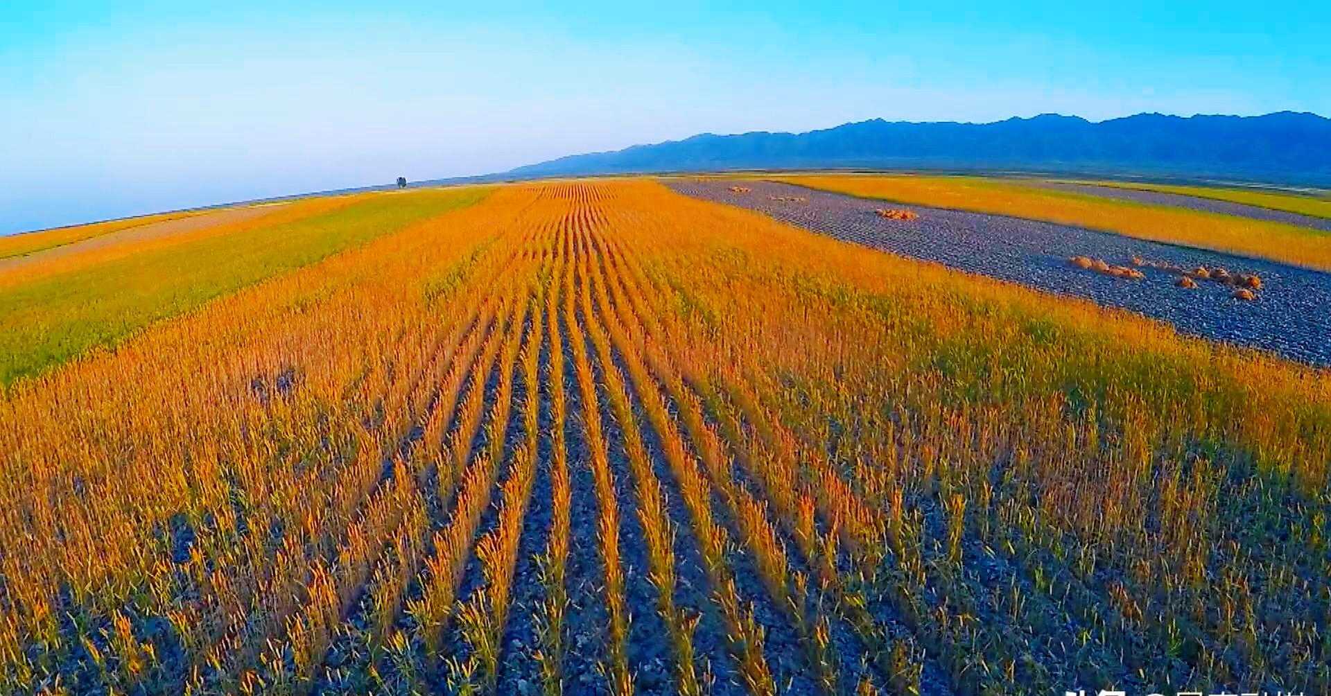 舌尖上的乡土情怀——景泰烤馍