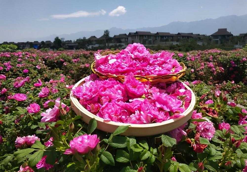 嘉华鲜花饼旗舰店_嘉华鲜花饼南屏旗舰店_鲜花饼