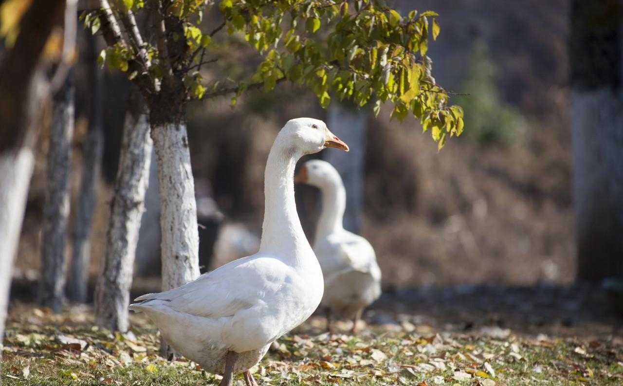 在农村的养的鹅，口感纯正、肉烂脱骨、回味无穷！