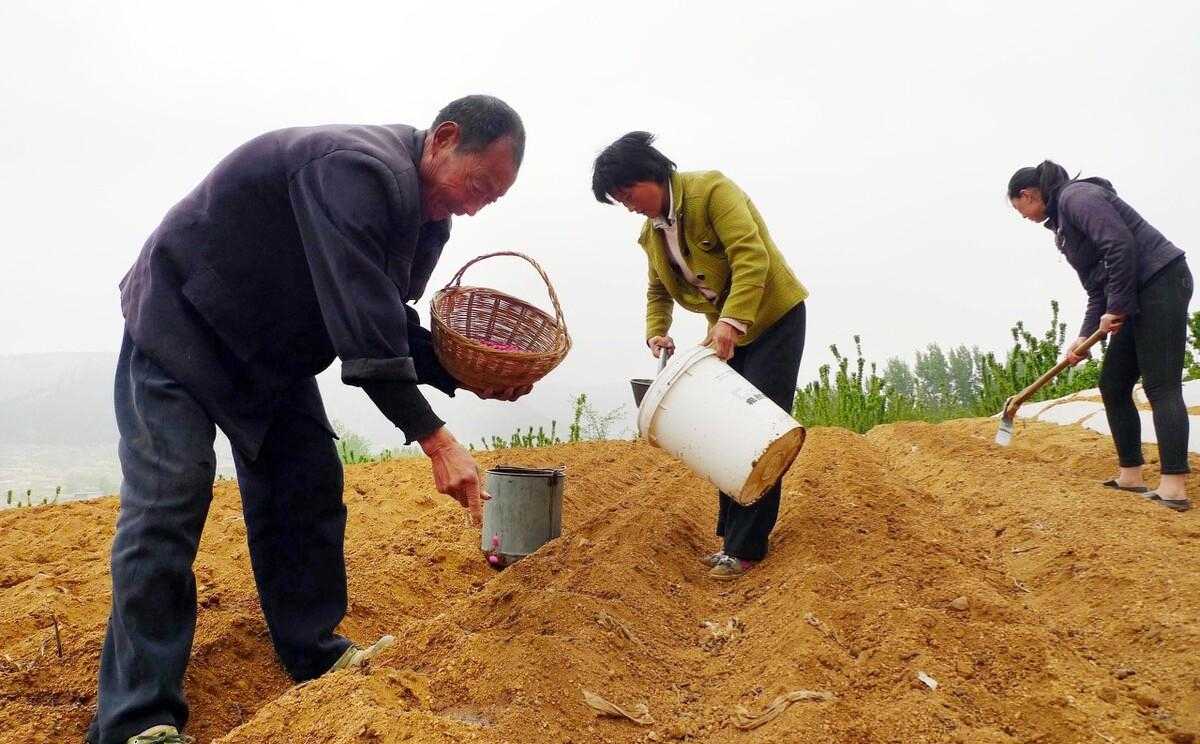 花生价格 花生米价格行情 花生_黑色花生跟红花生_花生