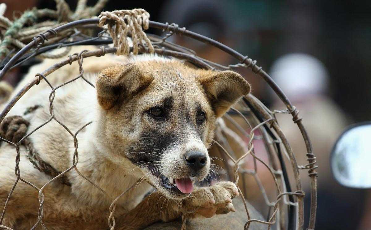 狗肉馆狗肉多少钱一斤_狗肉_广西狗肉节