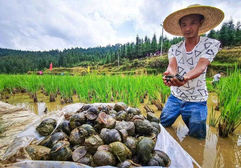 昆明 带壳炒田螺_广西炒田螺做法_炒田螺