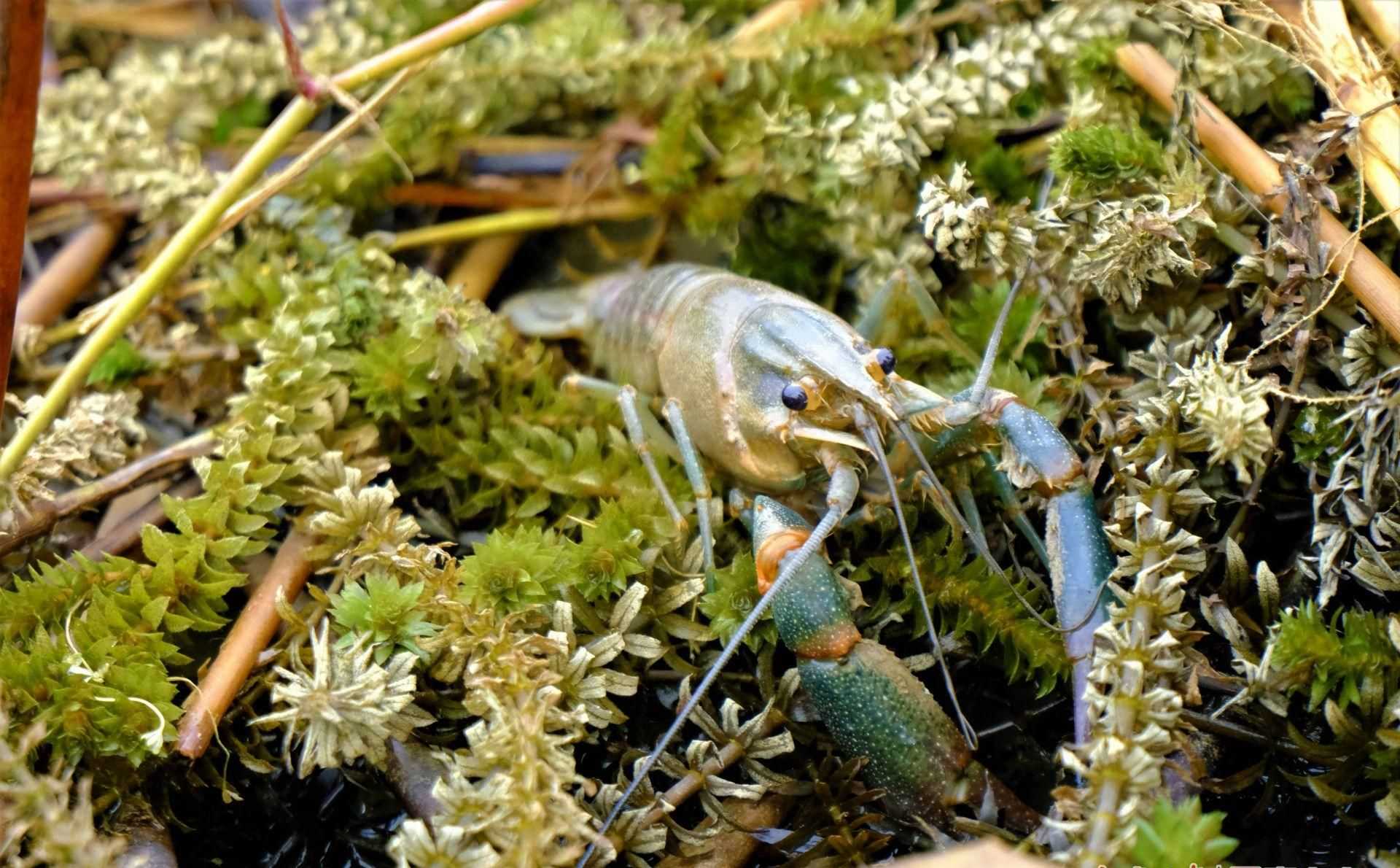 龙虾_波士顿龙虾与澳洲龙虾_澳洲龙虾和波士顿龙虾