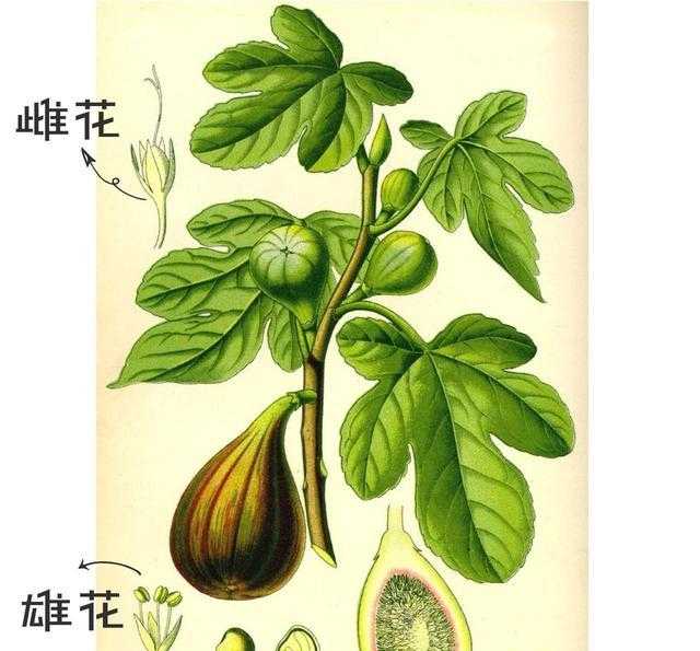 云南瑞丽糖蜜价格_糖蜜价格_糖蜜果子