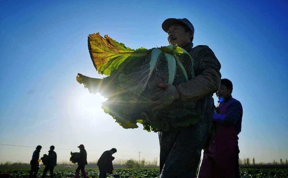 做泡菜的泡菜水怎么做_怎样用泡菜坛子做泡菜_泡菜