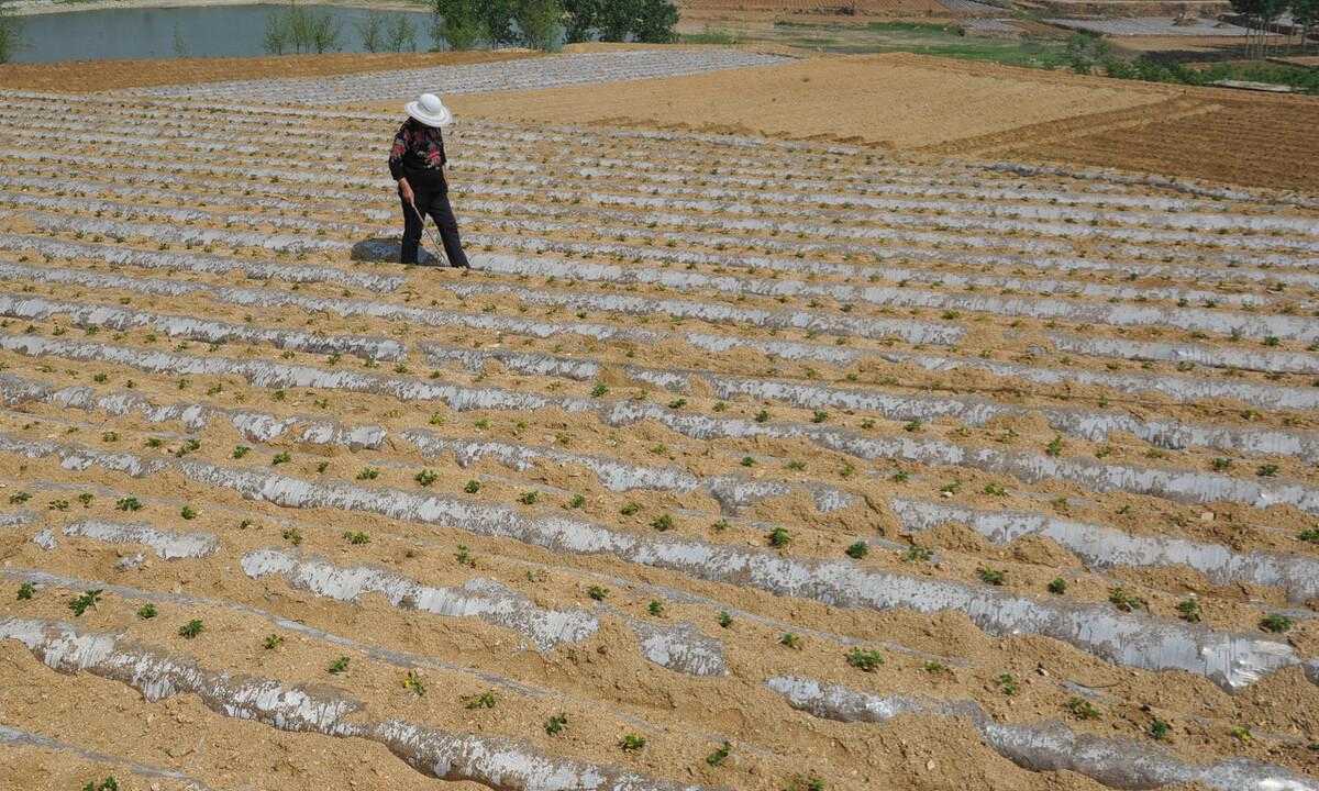 黑色花生跟红花生_花生价格 花生米价格行情 花生_花生