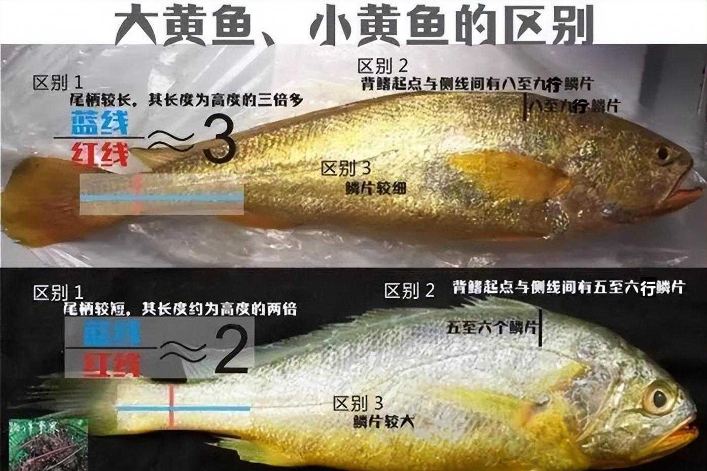 黄鱼做法_黄鱼_小黄鱼